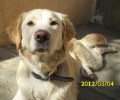 Ο σκύλος μετά τον πυροβολισμό στην Βαρυμπόμπη θεραπεύτηκε αλλά θα καταλήξει στον δρόμο αν δεν υιοθετηθεί